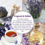 Groundio 1500+ English Lavender Seeds for Planting, Non-GMO | Heirloom | High Germination Dwarf Lavender Herb Seeds for Indoor & Outdoor Pollinator Attract (Lavandula Angustifolia)