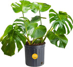 Altman Plants, Classic Houseplant Collection (4PK) Live Plants Indoor Plants Live Houseplants & Costa Farms Monstera Swiss Cheese Plant, Live Indoor Plant, Easy to Grow Split Leaf Houseplant