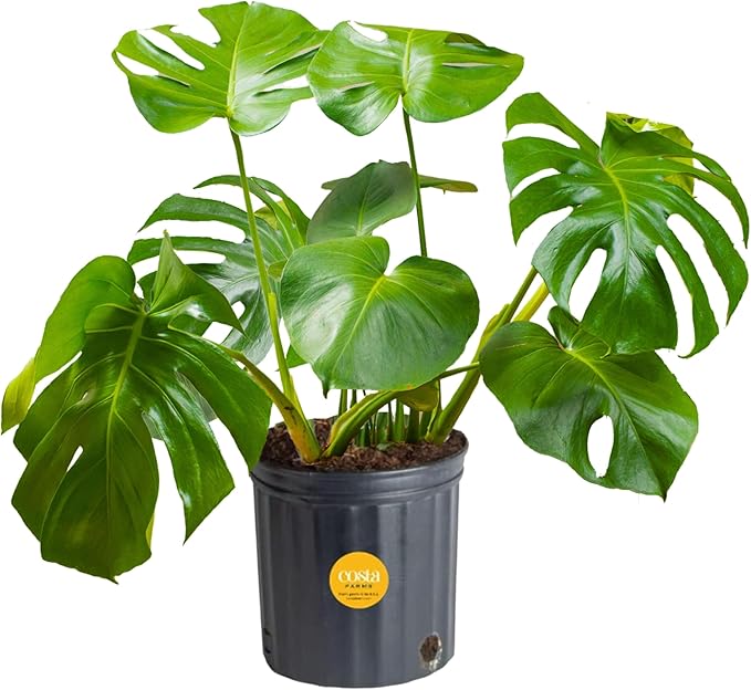 Essential Houseplant Collection (4PK) Live Plants Indoor Plants Live Houseplants in Plant Pots & Costa Farms Monstera Swiss Cheese Plant, Live Indoor Plant, Easy to Grow Split Leaf Houseplant
