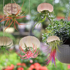 5 Pack Mini Sea Urchin Shell Hanging Pot-Air Plant Holder Hanging Decorative Cute Tillandsia Succulent Display Container with Rustic Ropes for Home Garden Beach Theme Party Wall Indoor Outdoor Decors
