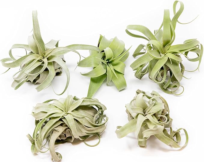 5 Pack Medium Air Plants Streptophylla - Live Tillandsia Succulent House Plants - Available in Wholesale and Bulk - Home and Garden Decor - Easy Care Indoor/Outdoor Air Plant