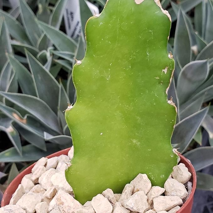 Hylocereus undatus Pitahaya Dragon Fruit Cutting Cacti Cactus Succulent Real Live Plant