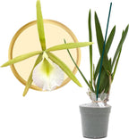 Better-Gro Easy-Growing Brassavola Hybrid, Procatavola Key Lime Stars, 4" Live Plant, Blooms in 6-12 Months with Proper Care, White and Green Star-Shaped Bloom, Fragrant, Selected by Master Growers