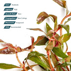 SubstrateSource Live Plants - Alternanthera reineckii ‘Mini’ - Bright Red to Pink Foreground Stem Plant for High Light, CO₂ Aquascaping, Compact Growth Red, Pink, Purple Accent - Lead Bunch