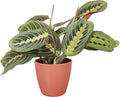 Thorsen's Greenhouse Red Prayer Plant, Live Indoor Plant, Pet Friendly, Popular Houseplant, Red Maranta, Easy to Grow, 4" Diameter Pot (Terra Cotta)