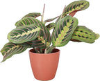Thorsen's Greenhouse Red Prayer Plant, Live Indoor Plant, Pet Friendly, Popular Houseplant, Red Maranta, Easy to Grow, 4" Diameter Pot (Terra Cotta)