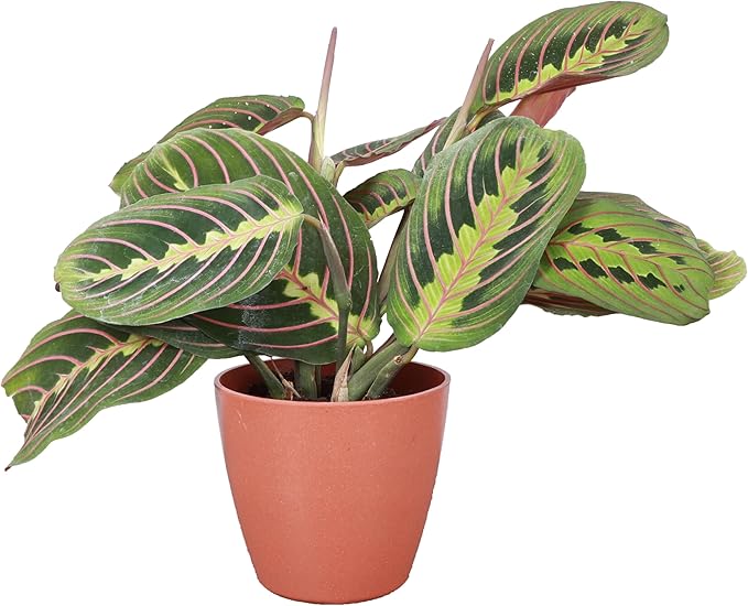 Thorsen's Greenhouse Red Prayer Plant, Live Indoor Plant, Pet Friendly, Popular Houseplant, Red Maranta, Easy to Grow, 4" Diameter Pot (Terra Cotta)