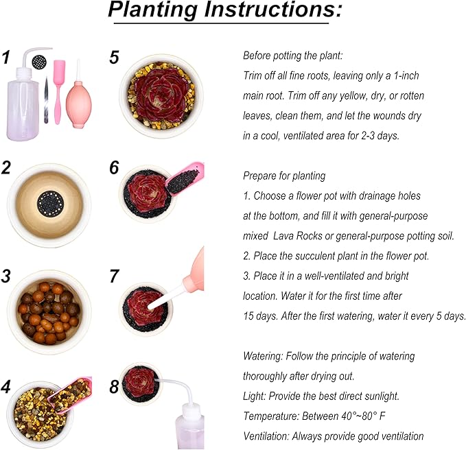 Lithops Random Mix Rare Live Succulent Plants, 30/50/100 Pcs Succulent Live Plant, Bare Root Without Pot Soil, Garden Indoor Office, Friend Plant Lovers Gifts (Normal 30pcs)