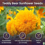 Marde Ross & Company Teddy Bear Sunflower Seeds 30+ Giant, Fluffy Blooms Heirloom Flower Seeds for Outdoor Planting Grows up to 7' Tall in Full Sun - Grown in the USA