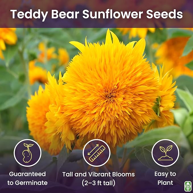 Marde Ross & Company Teddy Bear Sunflower Seeds 30+ Giant, Fluffy Blooms Heirloom Flower Seeds for Outdoor Planting Grows up to 7' Tall in Full Sun - Grown in the USA