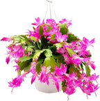 Thanksgiving Cactus, Pink Seasonal Blooms, Live Indoor Plant, Flowering Houseplant, Christmas Cactus, 8-Inch Hanging Basket, Holiday Decor, Pet Safe, Free Heat Pack