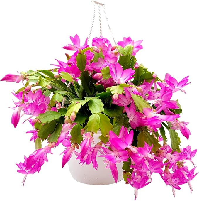 Thanksgiving Cactus, Pink Seasonal Blooms, Live Indoor Plant, Flowering Houseplant, Christmas Cactus, 8-Inch Hanging Basket, Holiday Decor, Pet Safe, Free Heat Pack