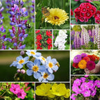 Wildflower Seeds Hummingbird and Butterfly Mix 1 Ounce, No Filler, 24 Varieties Flowers Seeds to Plant Outside, Annual Perennial, Bulk Resealable Package