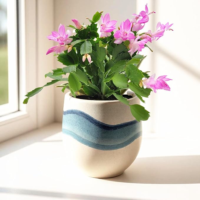 Thanksgiving Cactus, Pink Seasonal Blooms, Live Indoor Plant, Flowering Houseplant, Christmas Cactus, 4-Inch Pot, Holiday Decor, Pet Safe, Free Heat Pack