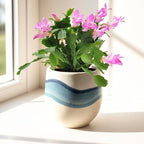 Thanksgiving Cactus, Pink Seasonal Blooms, Live Indoor Plant, Flowering Houseplant, Christmas Cactus, 4-Inch Pot, Holiday Decor, Pet Safe, Free Heat Pack