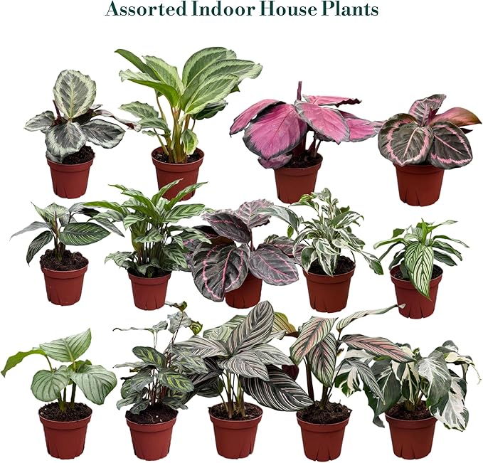 Calathea Assorted Collection (4-Pack) – Live Indoor Plants in 4″ Nursery Pots, Easy Care Tropical Houseplants, Pet Friendly Prayer Plants for Beginners