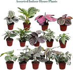 Calathea Assorted Collection (4-Pack) – Live Indoor Plants in 4″ Nursery Pots, Easy Care Tropical Houseplants, Pet Friendly Prayer Plants for Beginners