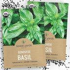 Organic Basil Seeds ‘Genovese’ – Two Seed Packets! – Over 496 Open Pollinated Non-GMO Italian Seeds – Sweet Yards Seed Co.