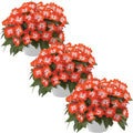Live Flowering New Guinea Impatiens - Harmony Orange Star (3 Plants Per Pack) - Beautiful Shade Flowers - 12" Tall by 5" Wide in 1 Qt Pot