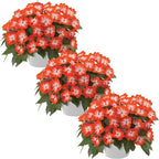 Live Flowering New Guinea Impatiens - Harmony Orange Star (3 Plants Per Pack) - Beautiful Shade Flowers - 12" Tall by 5" Wide in 1 Qt Pot