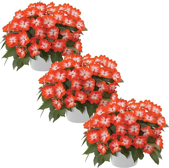 Live Flowering New Guinea Impatiens - Harmony Orange Star (3 Plants Per Pack) - Beautiful Shade Flowers - 12" Tall by 5" Wide in 1 Qt Pot
