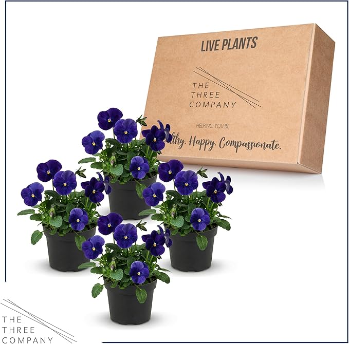 Live Healthy Flowering Pansies - Blue (4 Plants Per Pack), Beautiful Winter Color, 6" Tall by 4" Wide in 1 Pint Square Pot
