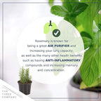 Live Aromatic and Edible Herb Assortment (Rosemary, Eucalyptus, Mint, Lemon Balm, Other Assorted Herbs), 6 Plants Per Pack