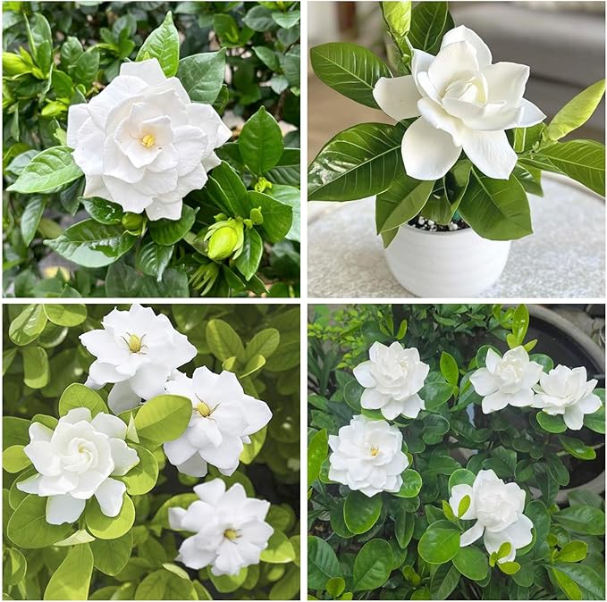 220+ Gardenia Seeds for Home Garden Planting, White Fragrant Flowers and Glossy Green Leaves, Attracts Butterflies and Bees