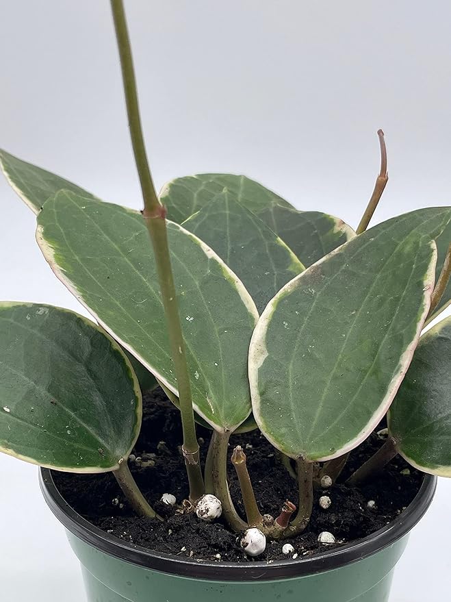 BubbleBlooms Hoya Macrophylla, Very Rare Limited Live Plant, in 4 inch Pot