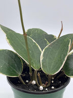 BubbleBlooms Hoya Macrophylla, Very Rare Limited Live Plant, in 4 inch Pot