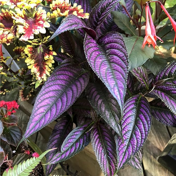 Persian Shield Live Plants | Pack of 2 (Two) | 5-9 Inch Strobilanthes Dyerianus | Royal Purple | Iridescent Metallic Foliage for Shade Garden or Indoor Houseplant