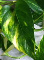 Golden Devil's Ivy - Pothos - Epipremnum - 6" Hanging Pot - Very Easy to Grow Unique from Jmbamboo