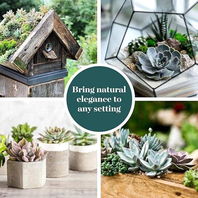 Shop Succulents Echeveria & Rosette Live Succulent Variety Pack – Fully Rooted 2" Potted Plants for Gifts, Favors, DIY Projects, Terrariums, Home Décor, and Garden Arrangements, 4 Pack