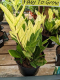 RedCrocus Chameleon ZZ Plant- Variegated Zamioculcas zamiifolia Indoor Plant, Pet Safe, Low Maintenance, Decorative Foliage, Container Friendly, Indoor Office & Shade Garden 6" Pot