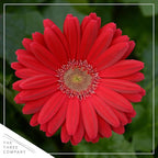 Live Flowering Gerbera Daisies - Shades of Pink (3 Plants Per Pack) - Beautiful Spring Flowers - 12" Tall by 5" Wide in 1 Qt Pot