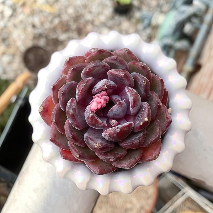 FWPP Succulents Plants Live Blueberry Succulent Plant, Bare Root Without Pot, Live Real Succulent for Indoor & Outdoor, Mini Succulent Plant, Natural Succulent Plants for House, Office and Garden