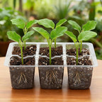 Bonviee 10 Packs Seed Starter Tray with Drainage Holes, Reusable & Durable, Clear for Root Monitoring, Easy to Repotted Without Root Damage, 6 Cells per Tray