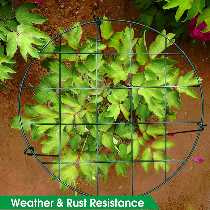Sekcen 12 Pack 16 x 24 Inch Peony Support Cage Grow Through Plant Supports for Outdoor Plants Peony Ring Hoop Grow Through Grid Stakes