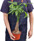 Money Tree 'Guiana Chestnut' Pachira Braid Live Plant for Indoor | Different Houseplants in 4'' & 6'' Pot | Real House Plant for Living Room, Office, Desk & Bathroom |