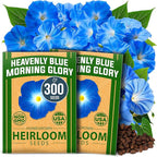 HOME GROWN Morning Glory Seeds,Heavenly Blue (2 Pack) 300 Heirloom Morning Glories Vine Seeds for Planting Ideal for a Flower Garden that Attracts Pollinators and Birds(Ipomoea Tricolor)