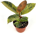Ficus Shivereana Moonshine Live Potted House Plant, Air Purifying, Green, Orange, Yellow Color, 4 Inch Pot, Indoor