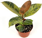 Ficus Shivereana Moonshine Live Potted House Plant, Air Purifying, Green, Orange, Yellow Color, 4 Inch Pot, Indoor