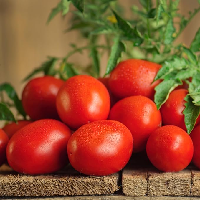 Bonnie Plants Roma Tomato Plugs, Live Plants, Ideal for Raised Beds and In-Ground Gardens, Paste Tomato Good for Fresh Eating, Cooking, and Preserving, 3 Cubic in., 6-Pack