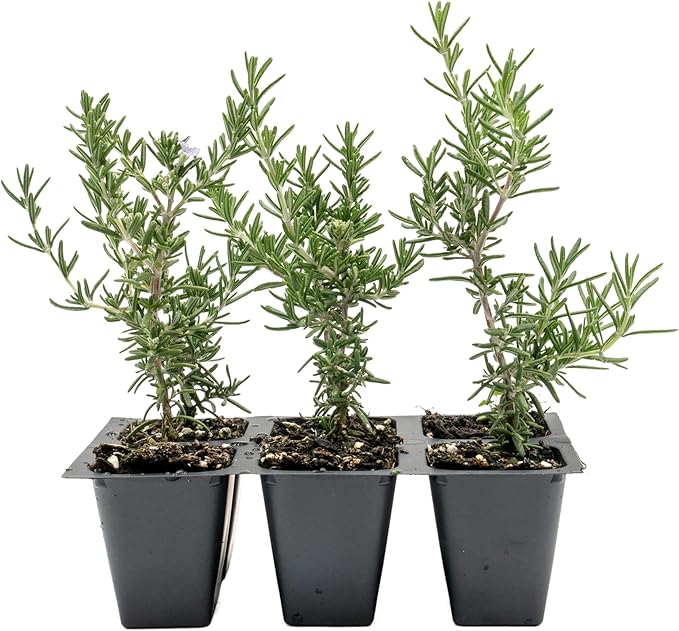 6 Creeping Rosemary in 2.5” Nursery Cubes (Rosmarinus officinalis ‘Prostratus’) | Evergreen Aromatic Groundcover Herb for Rock Gardens, Walls & Containers | Ready-to-Plant Live Starter Plants