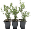 6 Creeping Rosemary in 2.5” Nursery Cubes (Rosmarinus officinalis ‘Prostratus’) | Evergreen Aromatic Groundcover Herb for Rock Gardens, Walls & Containers | Ready-to-Plant Live Starter Plants