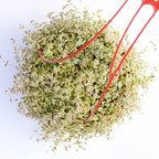 Live Hanging Succulent Plants – Vining Succulent Collection- Fully Rooted Large 6-Inch Hanging Succulent (String of Pearls) (Crassula Pellucida)