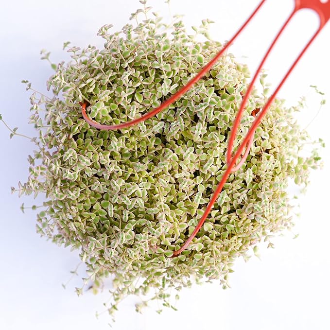 Live Hanging Succulent Plants – Vining Succulent Collection- Fully Rooted Large 6-Inch Hanging Succulent (String of Pearls) (Crassula Pellucida)