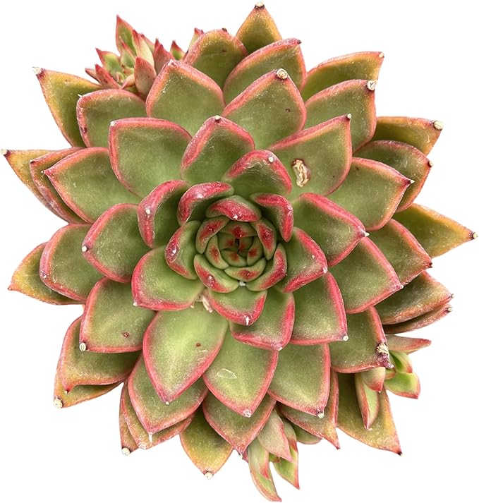 Sprout N Green Echeveria Agavoides Wild Horse, Live Succulent Plant Fully Rooted in 4" Pots with Soil Mix, Real Houseplant for Indoor Outdoor Home Office Wedding Decoration Party Favor