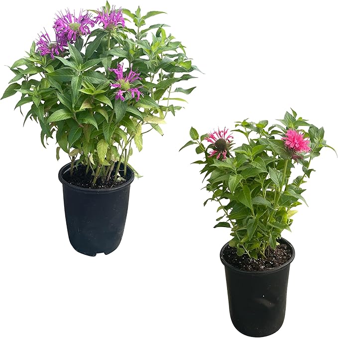 Live Flowering Bee Balm - Assorted Colors (2 Plants Per Pack), Pollinator - Attracts Butterflies, 10" Tall by 4" Wide in 1 Qt Pot