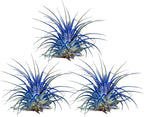 Air Plants - Tillandsia Ionantha - Organically Enhanced Color - Live Arrival Guaranteed - House Plants for Home Decor & Gift (Blue Bell 3PK + Black Gold Heart)